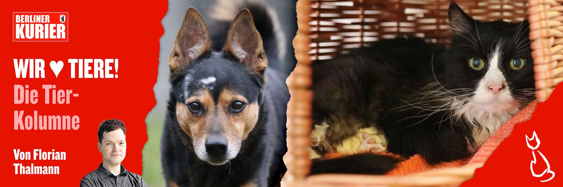 Vier Hunde-Opis und Katzen-Omis suchen im Tierheim ein neues Zuhause. Hier: Camillo (l.) und JoJo.