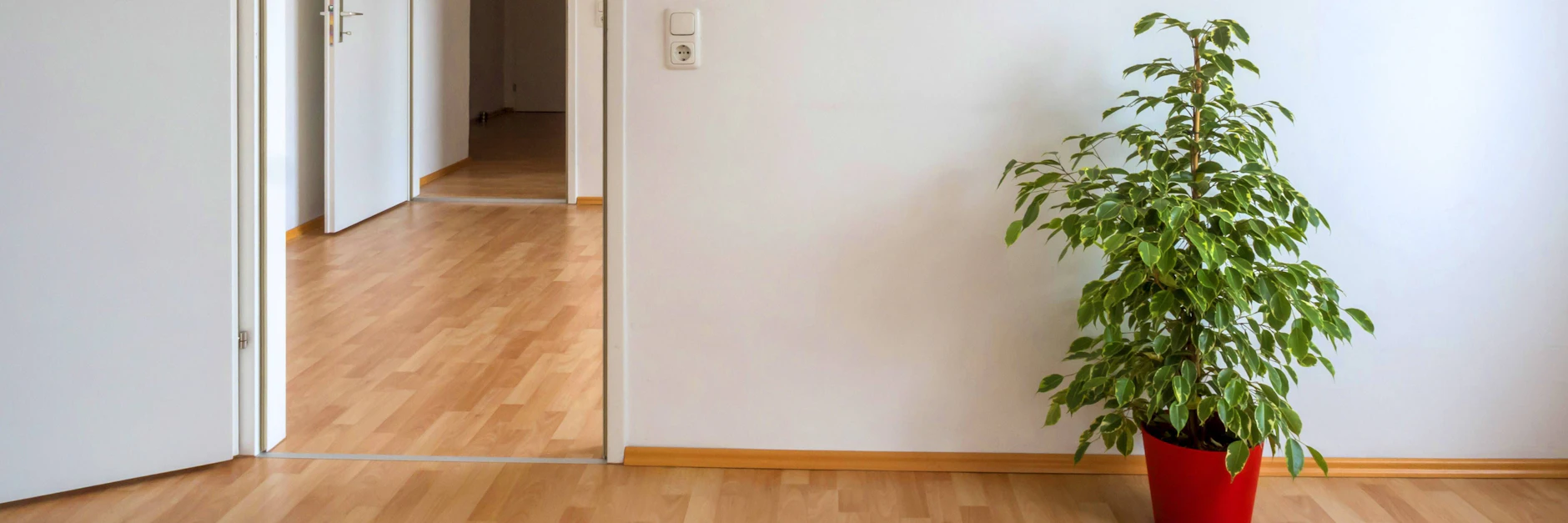 Der Ficus verliert grne Bltter  DAS ist der Grund und DAS knnen Sie fr  Ihre Birkenfeige jetzt tun!