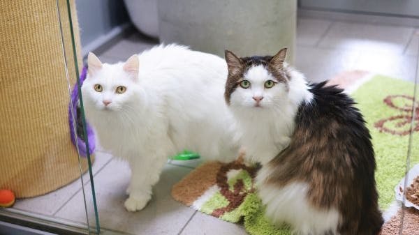 Moki und Pupi sind zwei wunderschöne Langhaarkatzen, die mit gesundheitlichen Problemen kämpfen. Kontakt zum Samtpfötchenhaus des Tierheims: 030 76 888-121.