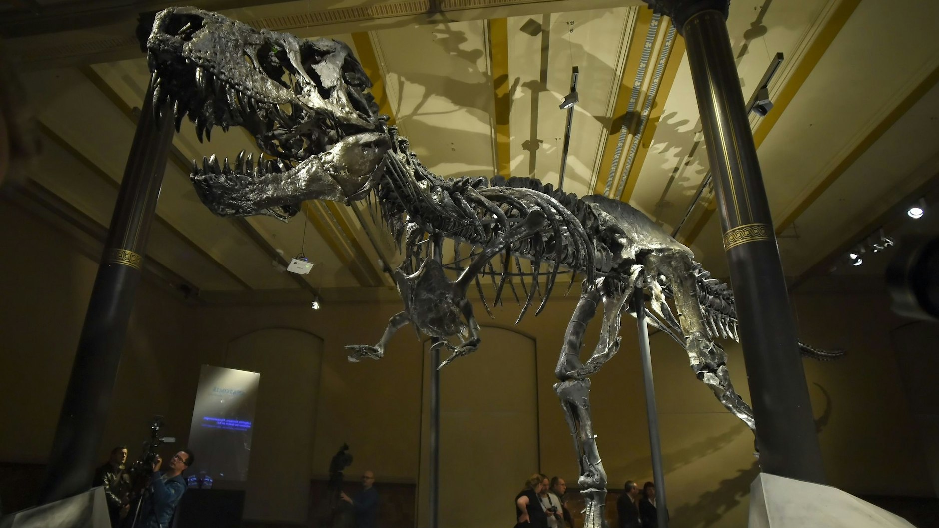 Das Skelett des Tyrannosaurus Rex Tristan Otto ist beeindruckend.&nbsp; Jetzt kehrt es ins Naturkundemuseum zurück.