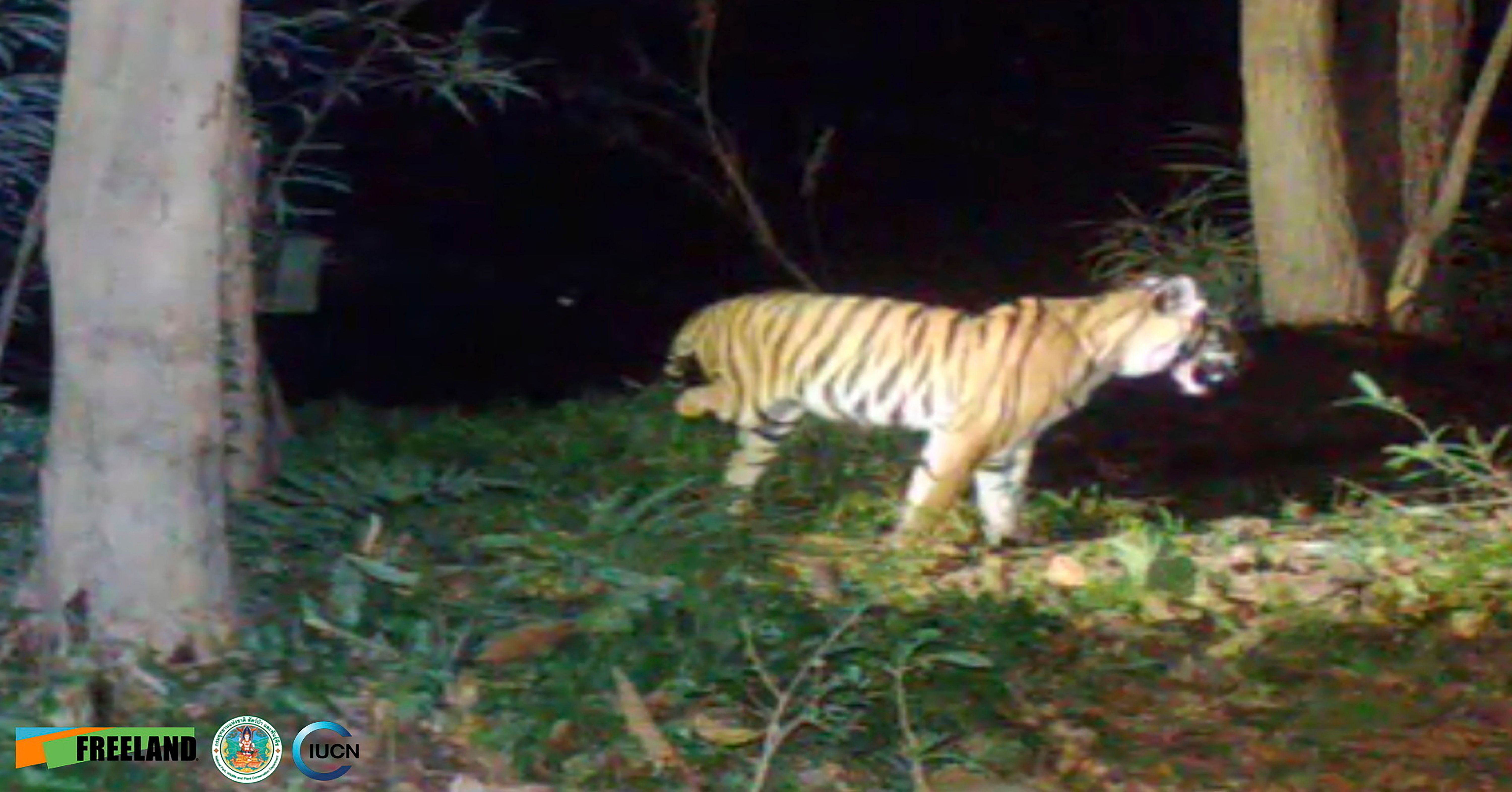 Image - Raubkatze schwer verletzt – Behörden suchen nach dreibeinigem Tiger in Thailand