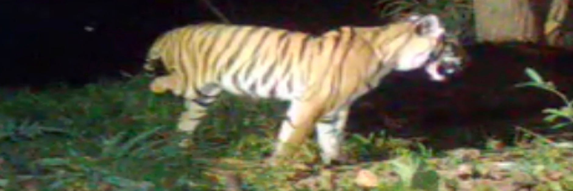 Wie das Tier sein Bein verloren hat, ist nicht bekannt.