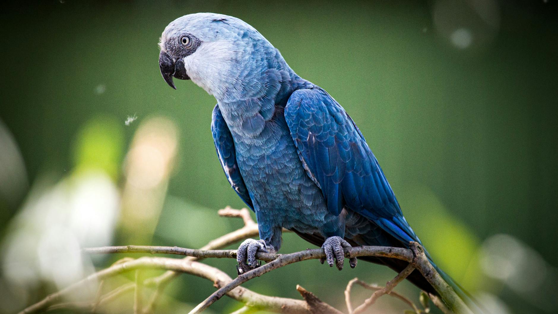 Der Spix-Ara – die seltenste Papageienart der Welt. 90 Prozent des weltweiten Gesamtbestandes der Vögel lebt in einer hochgesicherten Papageienzuchtstation des Vereins ACTP nahe Berlin.