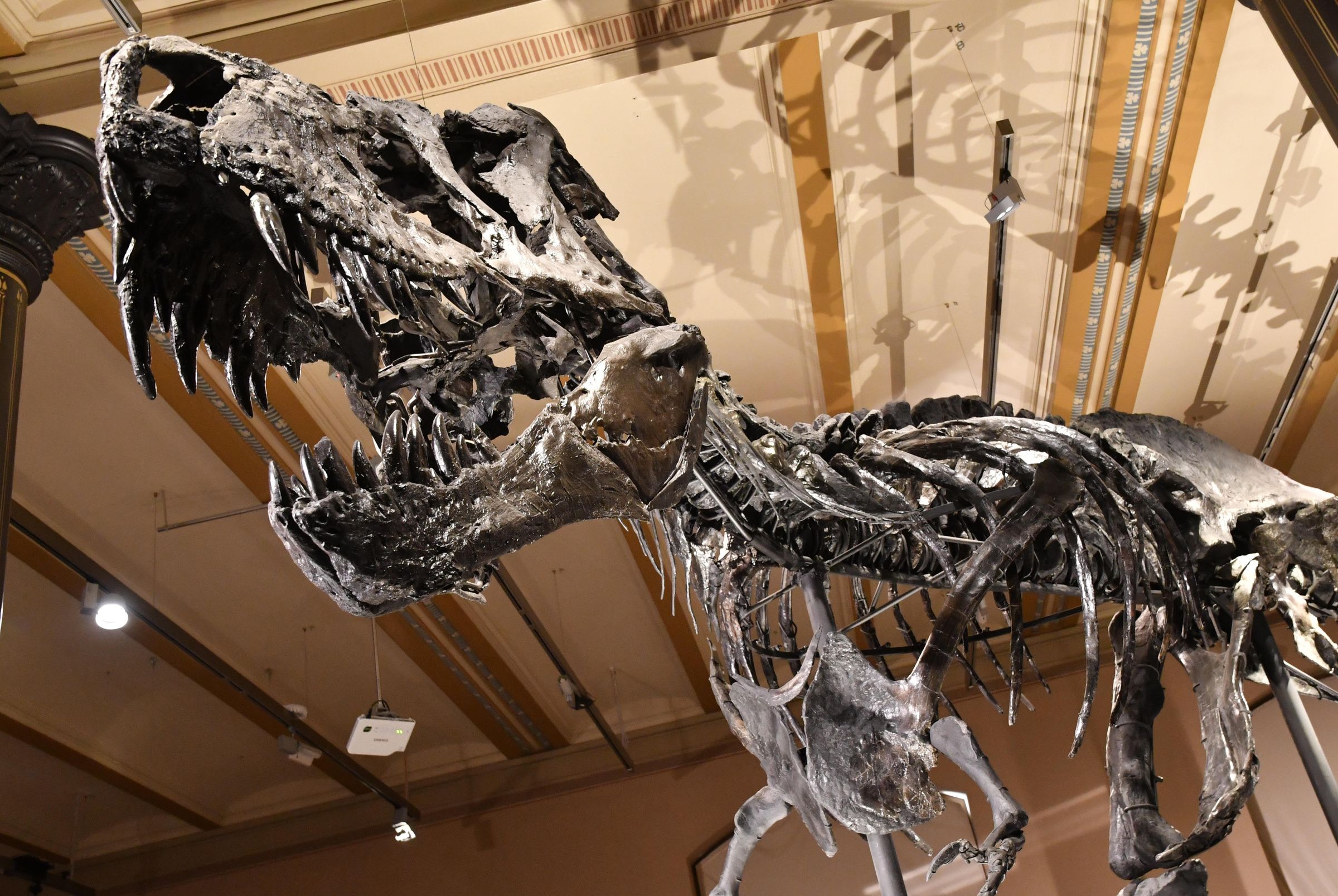 Image - Der alte Saurier kehrt zurück: Tristan Otto kommt wieder nach Berlin