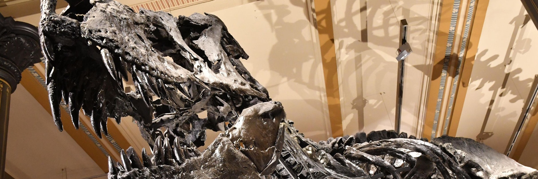 Das Dinosaurier-Skelett Tristan Otto soll in diesem Jahr wieder als Exponat ins Berliner Naturkundemuseum zurückkehren