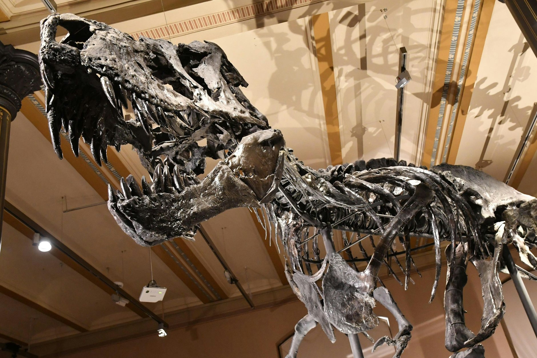 Tristan Otto ist ab Dienstag wieder in Berlin zu sehen