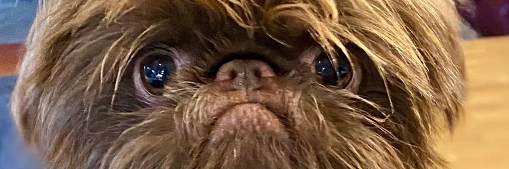 Hund Proshka hat im Netz viele Fans – kein Wunder: Der Rüde sieht aus wie ein Gremlin ...