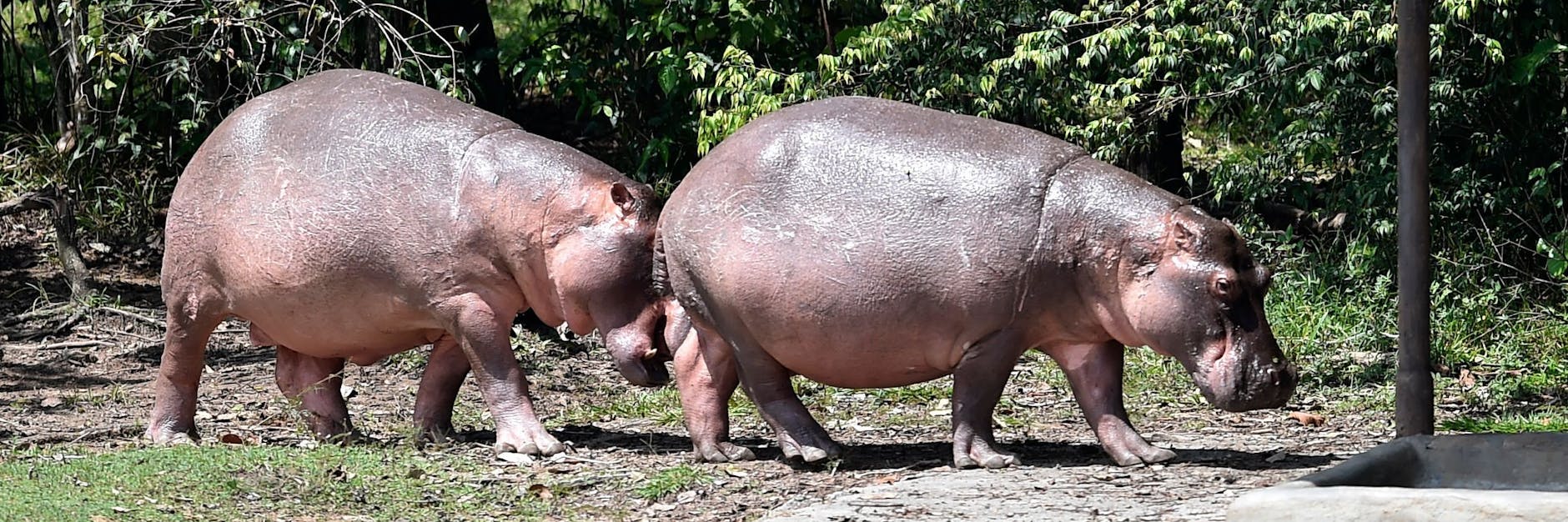 Flusspferde in Kolumbien. Sie stammen von Tieren ab, die Pablo Escobar gehalten hatte.