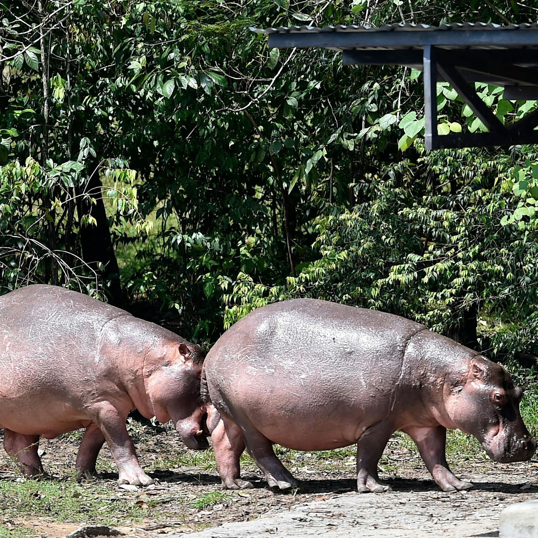 „Invasive Art“! Gibt Kolumbiens Regierung jetzt die Flusspferde von Drogenbaron Pablo Escobar zum Abschuss frei?