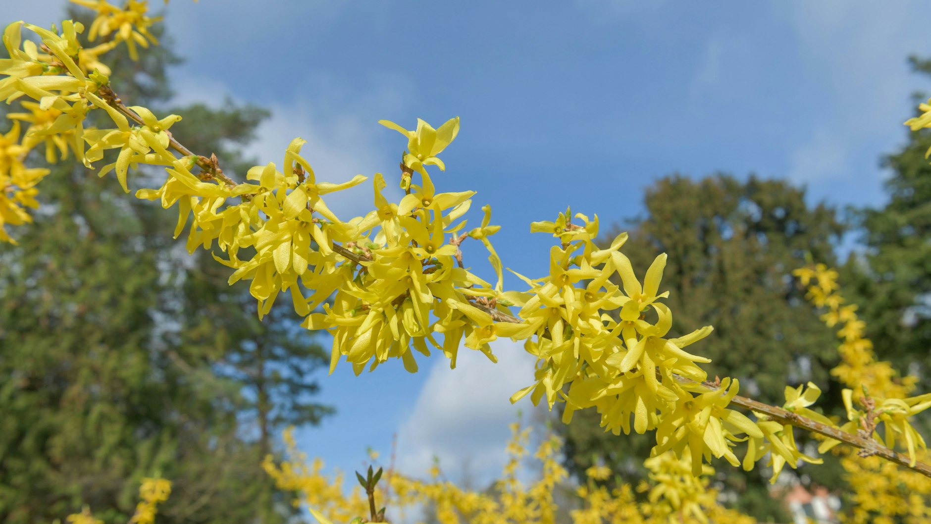 Blüten im Sonnenschein: Wenn die Forsythie in sonnigem Gelb erstrahlt, beginnt laut der Phänologischen Uhr der "Erstfrühling". Ich bin gespannt, wann das in diesem Jahr sein wird.