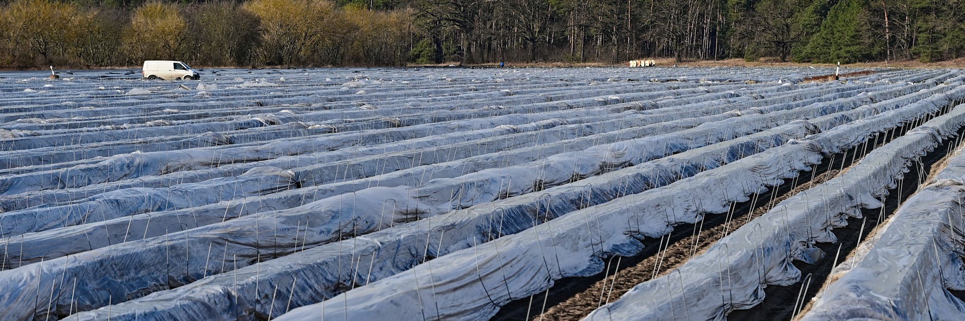 Ein Spargelfeld in Brandenburg. Etwas mehr als einen Monat wird es bis zur Ernte schon noch dauern.