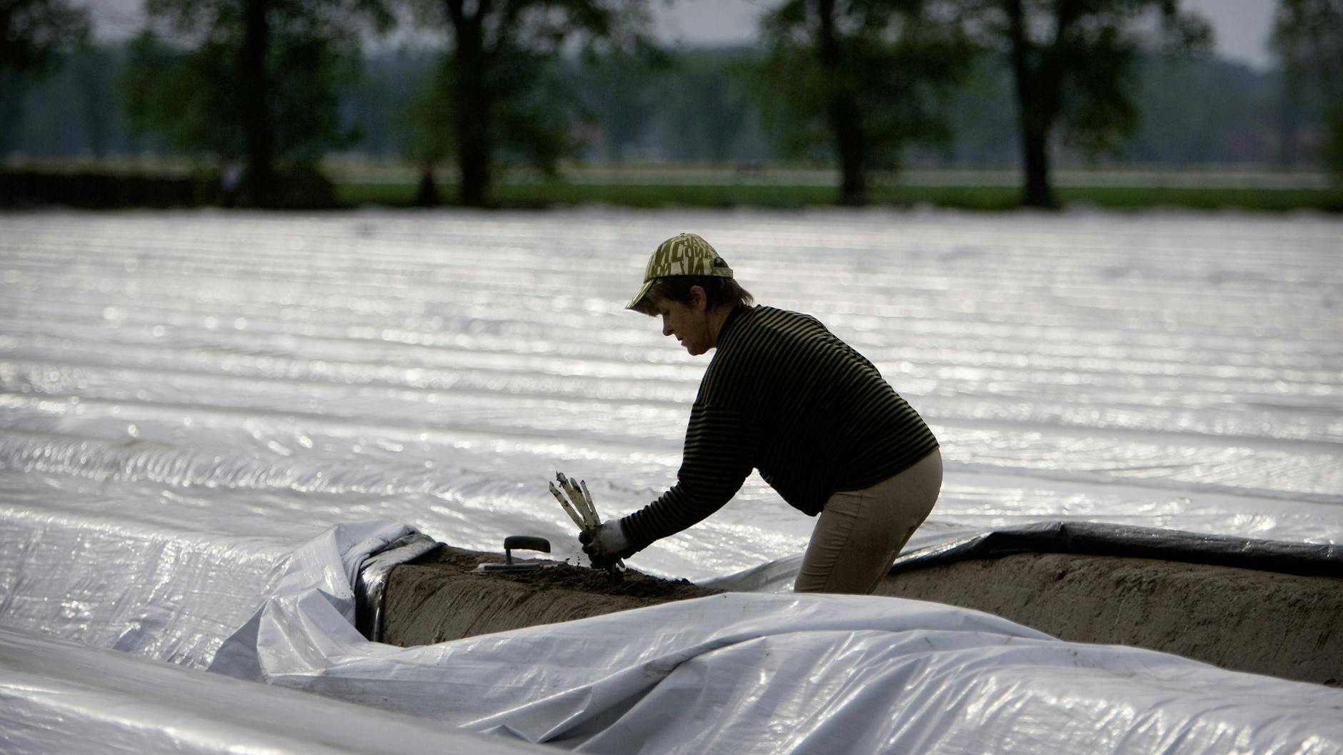 Für die Spargelernte haben die Bauern in Beelitz wieder zahlreiche Saisonarbeiter aus Osteuropa angeworben.