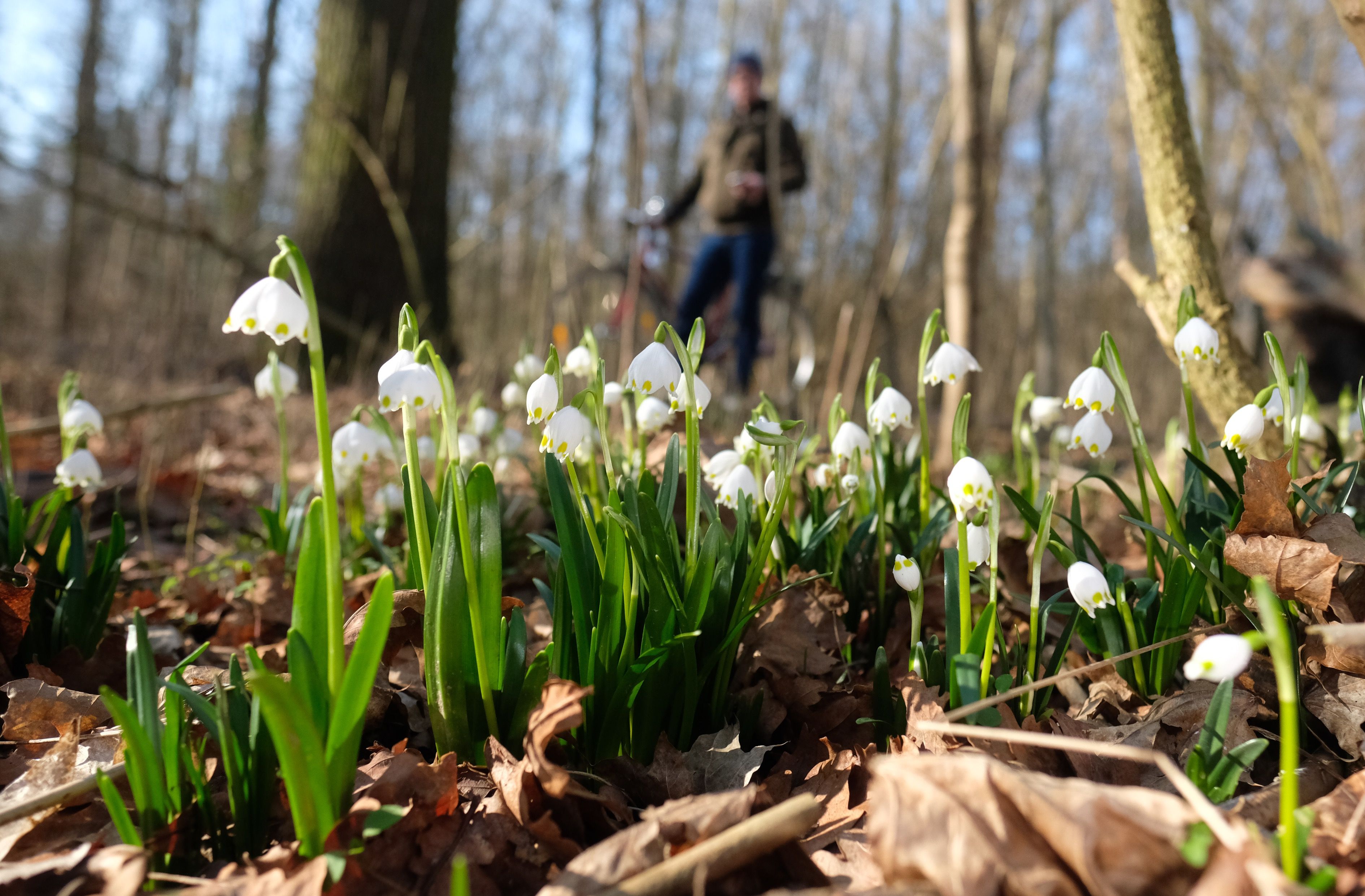 Corona-Maßnahmen: Freedom Day ist am 20. März