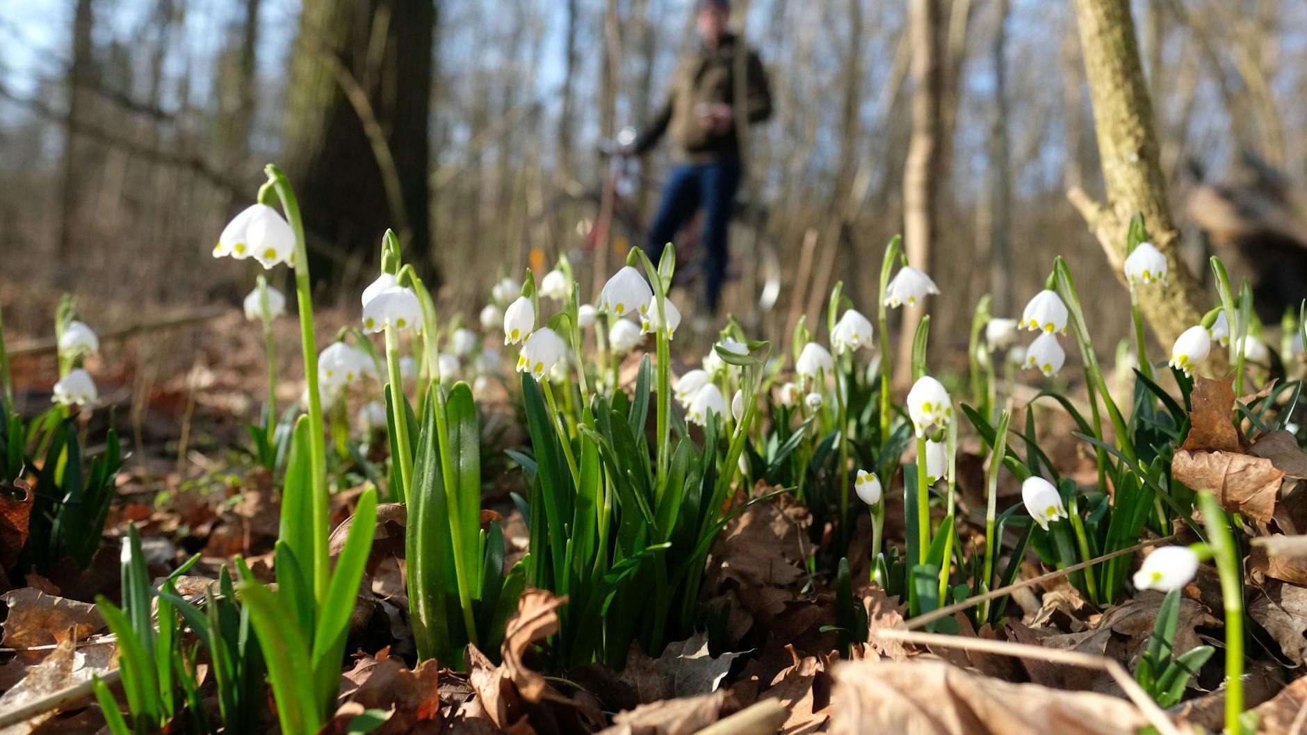 Die Märzenbecher blühen mancherorts schon.