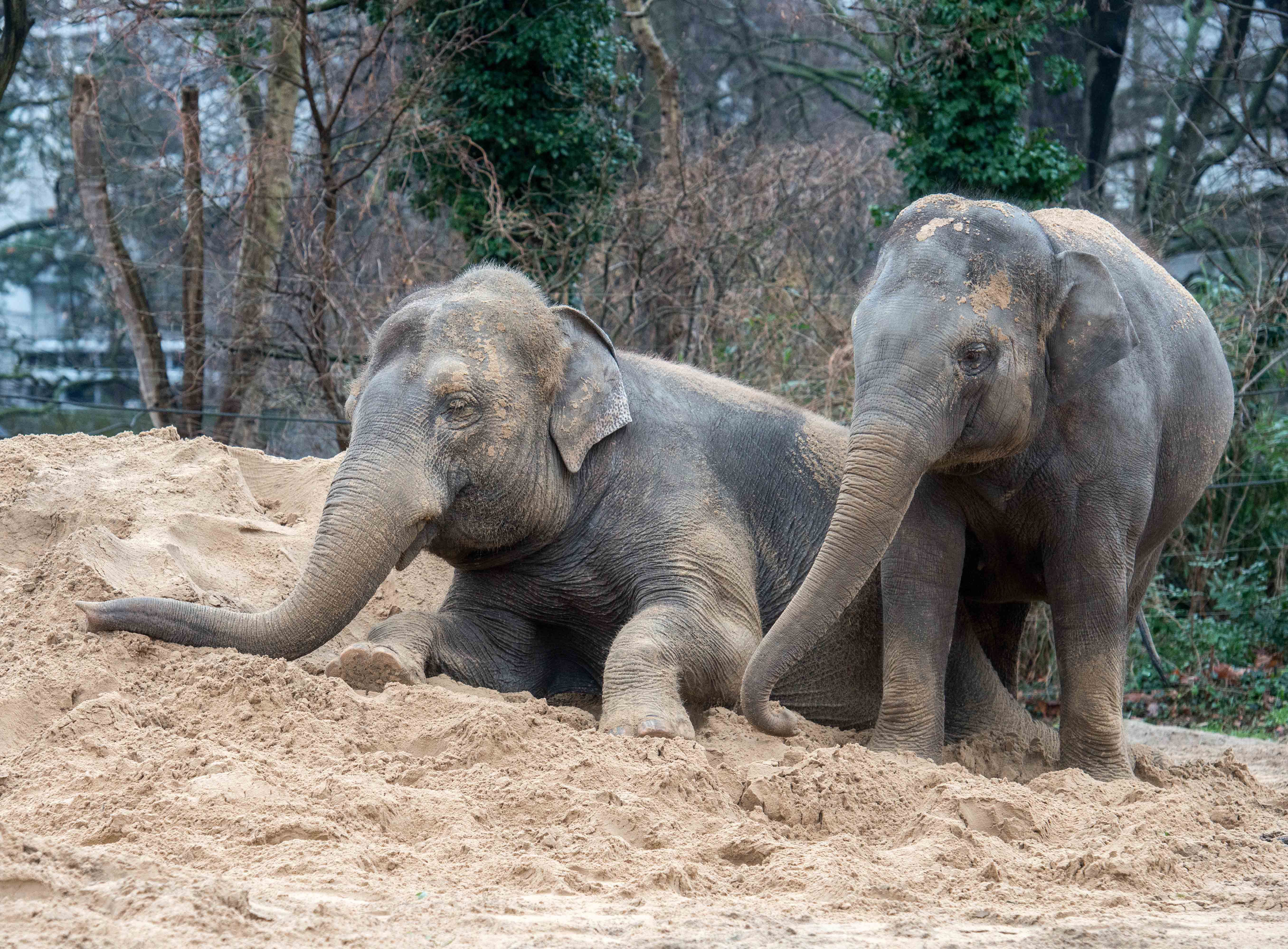 Image - Senat kündigt an: Auch Ungeimpfte sollen wieder in Zoo, Tierpark und Museen kommen
