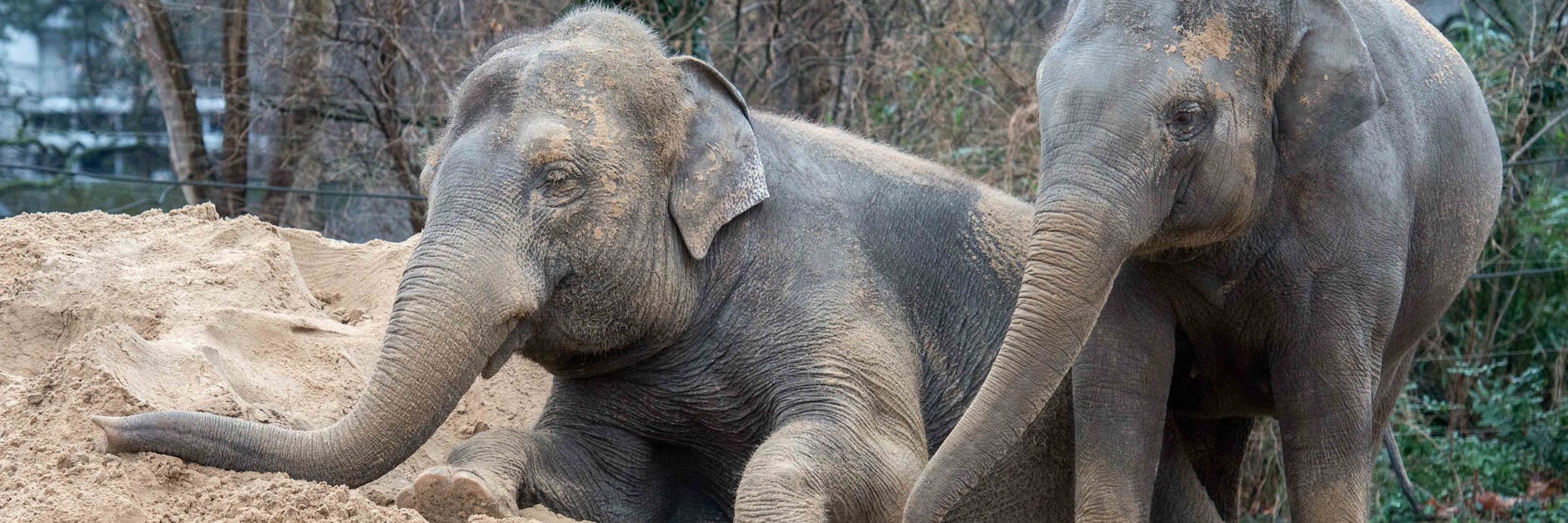 Auch Elefanten gucken im Berliner Zoo: Für Besucher soll auch hier die 2G-Regel fallen.