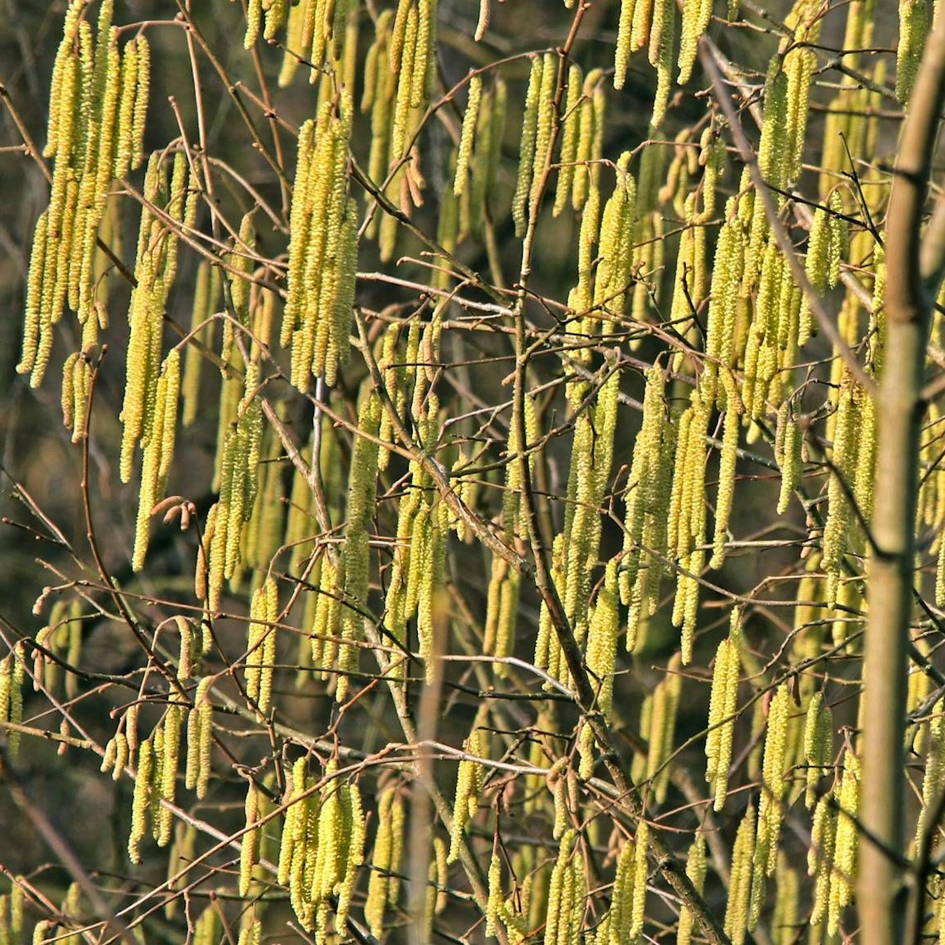 Phänologische Uhr: Wie mich etwas, wovon ich noch nie gehört habe, aus dem Winterblues holte
