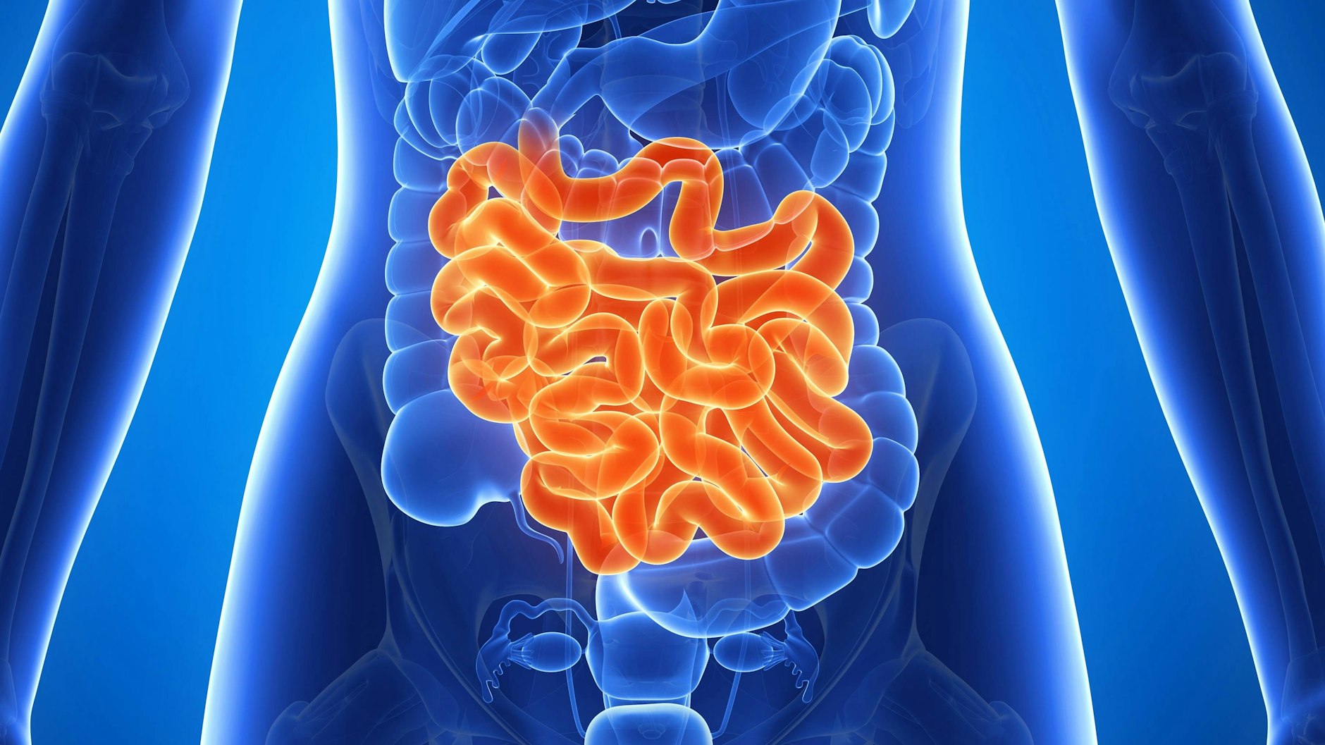 Der Dünndarm (rot markiert) ist drei bis fünf Meter lang.