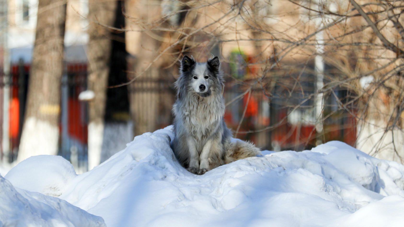 Image - Der treueste Hund der Welt: Seit 20 Monaten wartet er vor der Klinik auf sein verstorbenes Herrchen!