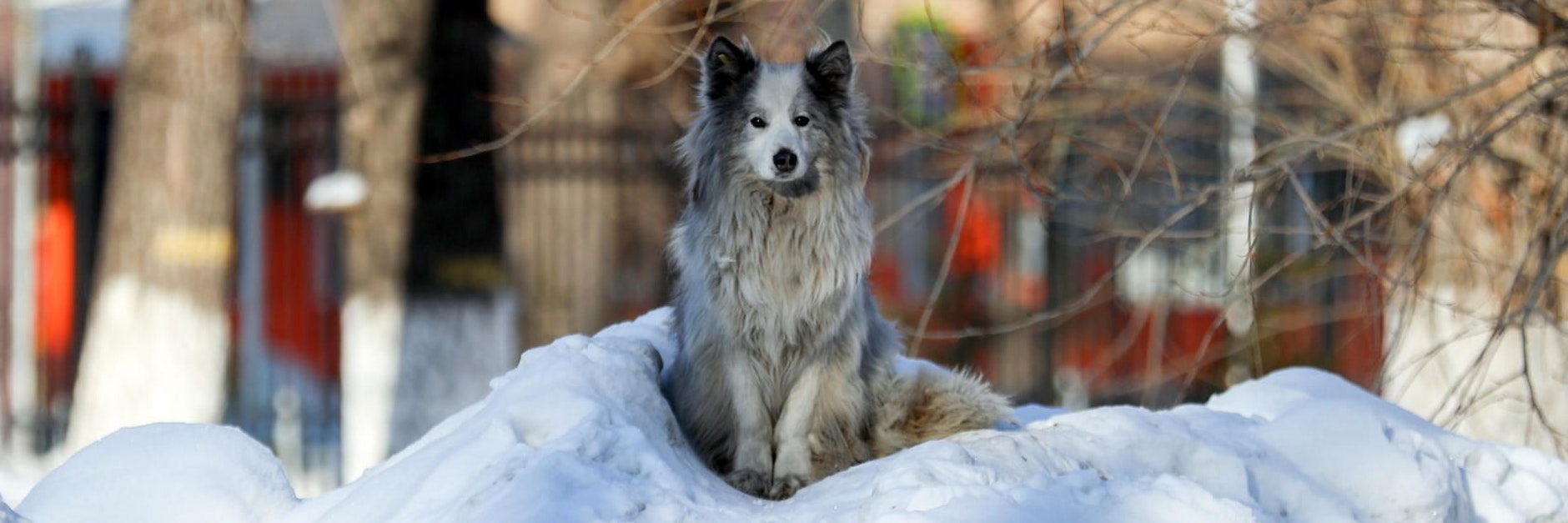 Seit 20 Monaten wartet Hachiko in der Kälte. 