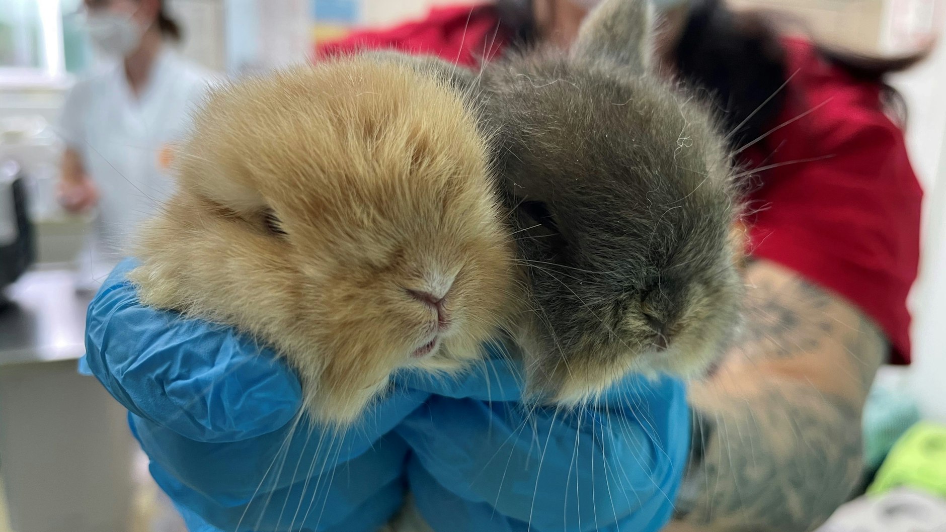 Auch einige Jungtiere saßen in den Kartons.