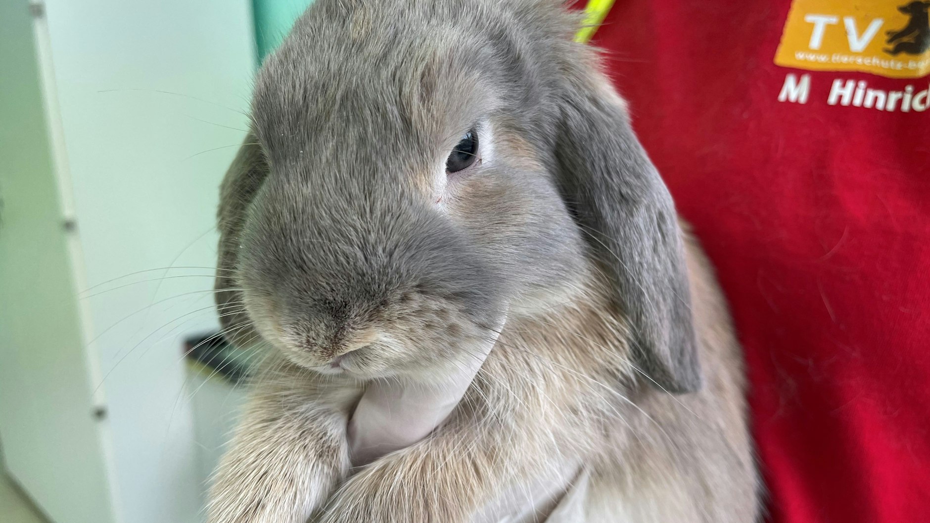 Viele können nicht verstehen, wie es jemand übers Herz bringt, 26 Kaninchen auszusetzen.