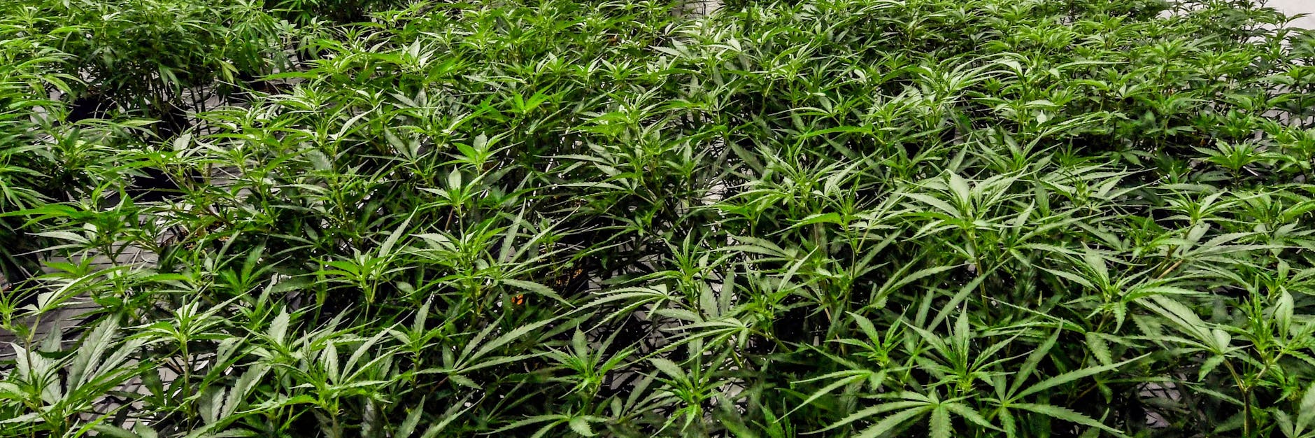 Medizinisches Cannabis ist enorm gefragt.