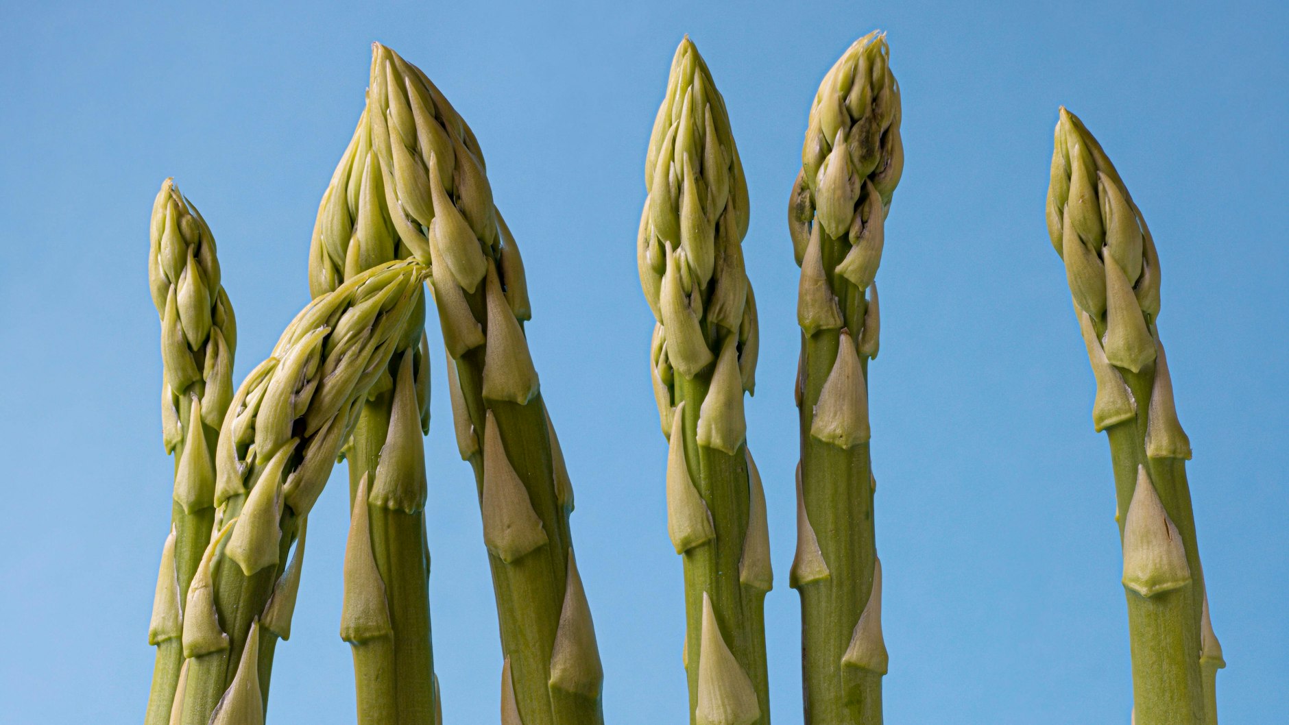 Schon bald beginnt in Deutschland die Spargelzeit.