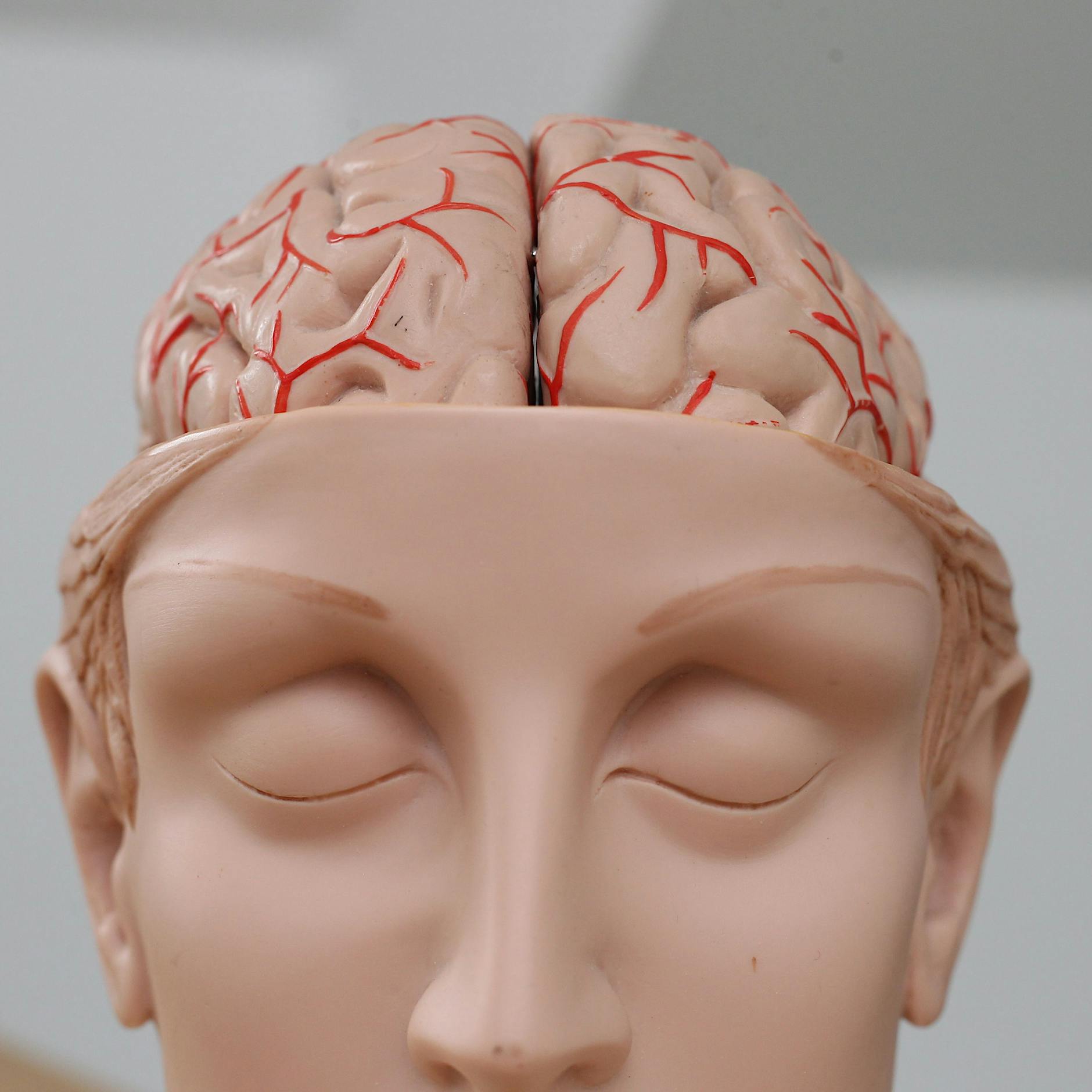 Tiefer Blick ins Gehirn: Was geschieht eigentlich in unserem Schädel?