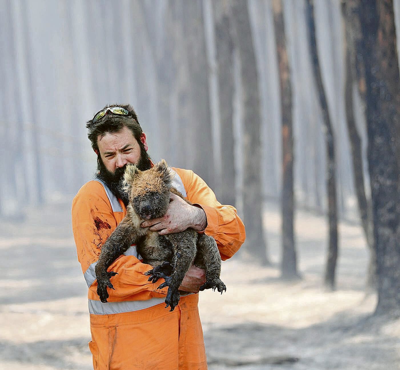 Image - Immer mehr Koalas sterben: Australien erklärt die Tiere nun zur bedrohten Art