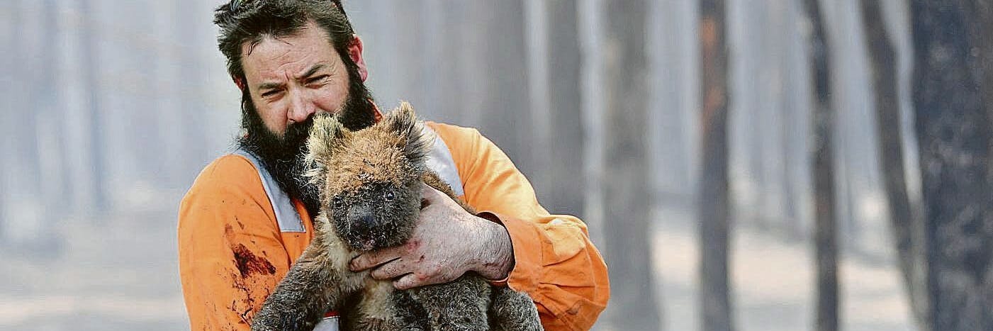 Bilder wie diese gingen im Januar 2020 um die Welt: Ein Mann rettet einen Koala aus den Waldbrand-Gebieten.