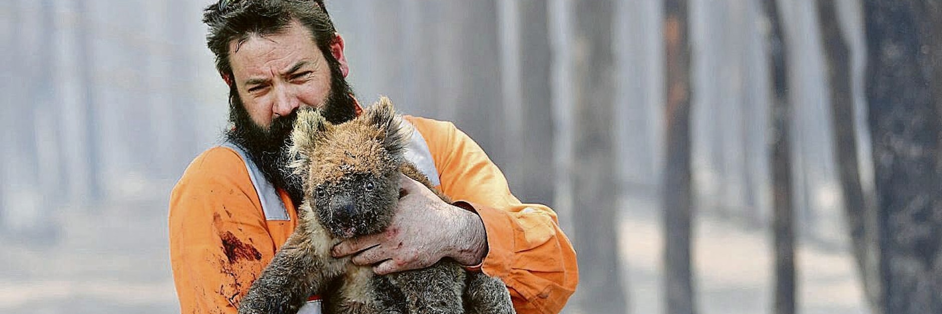 Bilder wie diese gingen im Januar 2020 um die Welt: Ein Mann rettet einen Koala aus den Waldbrand-Gebieten.