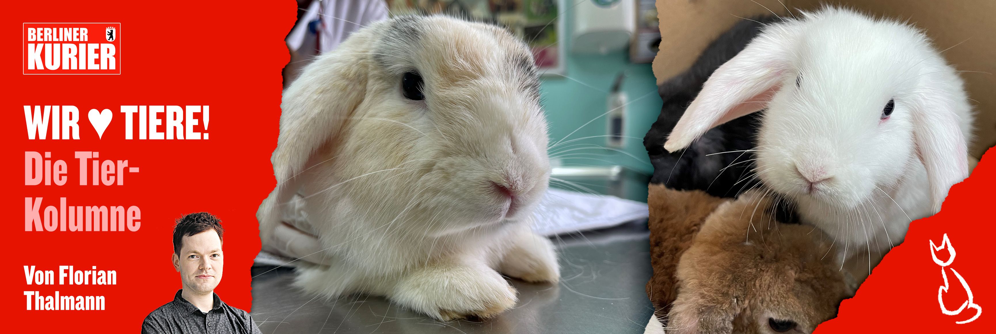 Image - Unfassbare Tat: Unbekannter setzt 26 süße Kaninchen im Park aus! Wer bringt so etwas übers Herz?