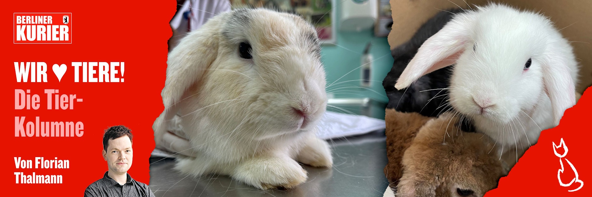 In der Tierarztpraxis des Tierheims wurden die Kaninchen behandelt.