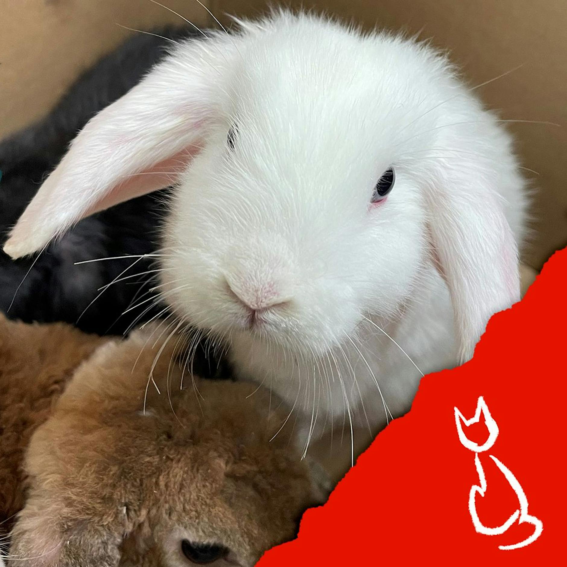 Unfassbare Tat: Unbekannter setzt 26 süße Kaninchen im Park aus! Wer bringt so etwas übers Herz?