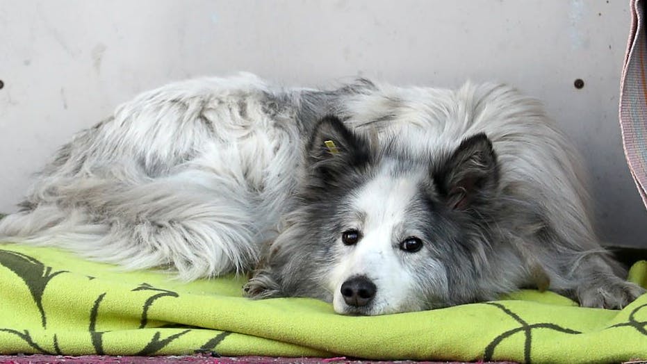Tierfreunde haben Hachiko eine Decke gebracht.