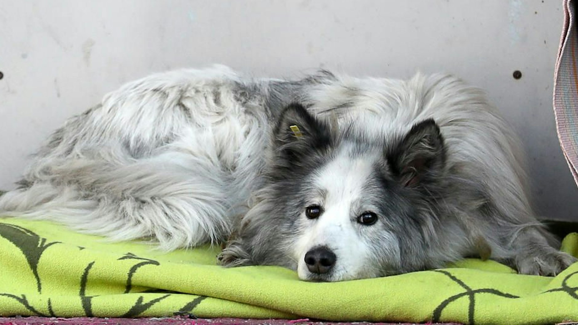Tierfreunde haben Hachiko eine Decke gebracht. 