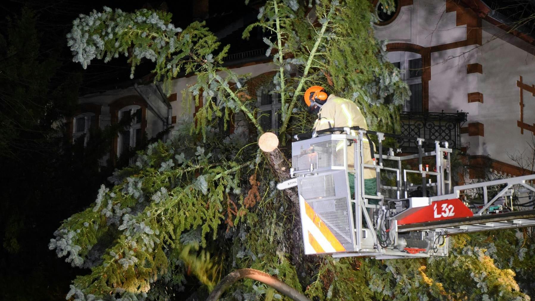 Die Berliner Feuerwehr zerlegt eine umgestürzte Tanne.