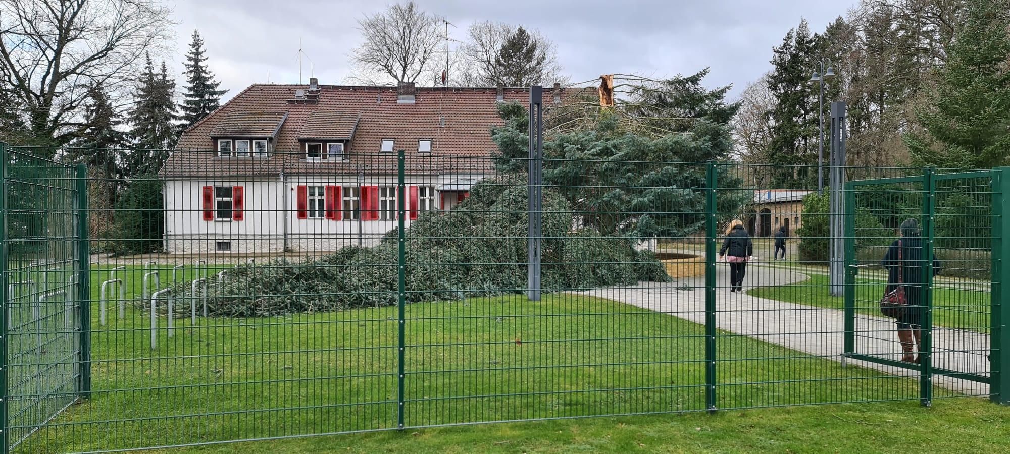 Orkan „Ylenia“ wütet beim 1. FC Union – umstürzende Riesen-Tanne verfehlt nur knapp die Geschäftsstelle