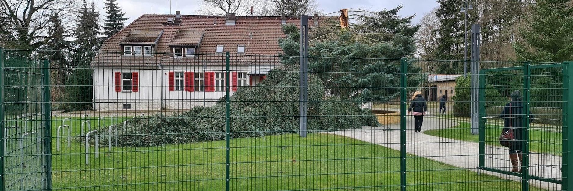 Okan „Ylenia“ wütete auch beim 1. FC Union. Eine mehr als 100 Jahre alte Tanne stürzte um, verfehlte nur knapp die Geschäftsstelle.