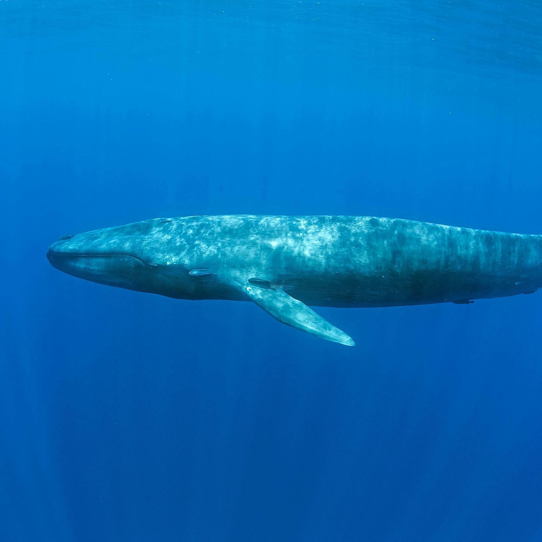 Plastik, Lärm, Schadstoffe: WWF warnt vor Gefahren für Wale