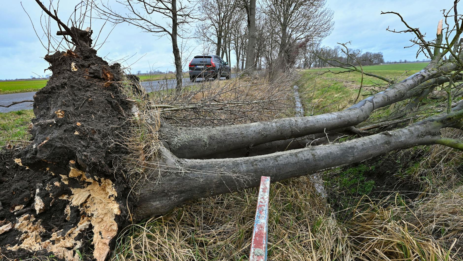Seelow in Brandenburg: Ein entwurzelter Baum liegt umgestürzt neben einer Straße.