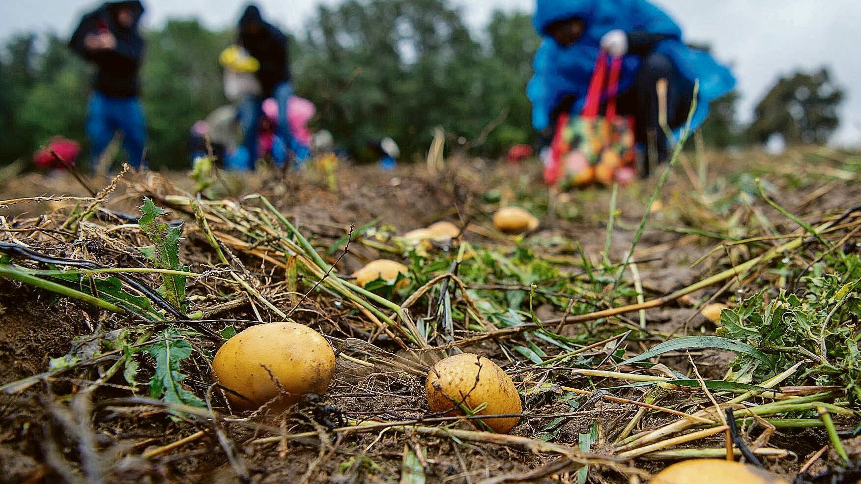 Kartoffelsammeln auf einem Brandenburger Acker. Weil viele Kartoffeln zu klein sind oder nicht den ästhetischen Ansprüchen genügen, bleibt ein Teil der Ernte auf dem Acker zurück.