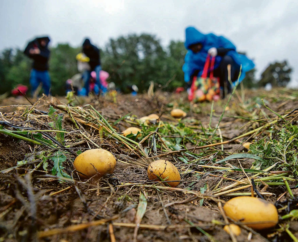 Kartoffel ist „Giftpflanze des Jahres 2022“: Was das für die Ernährung bedeutet