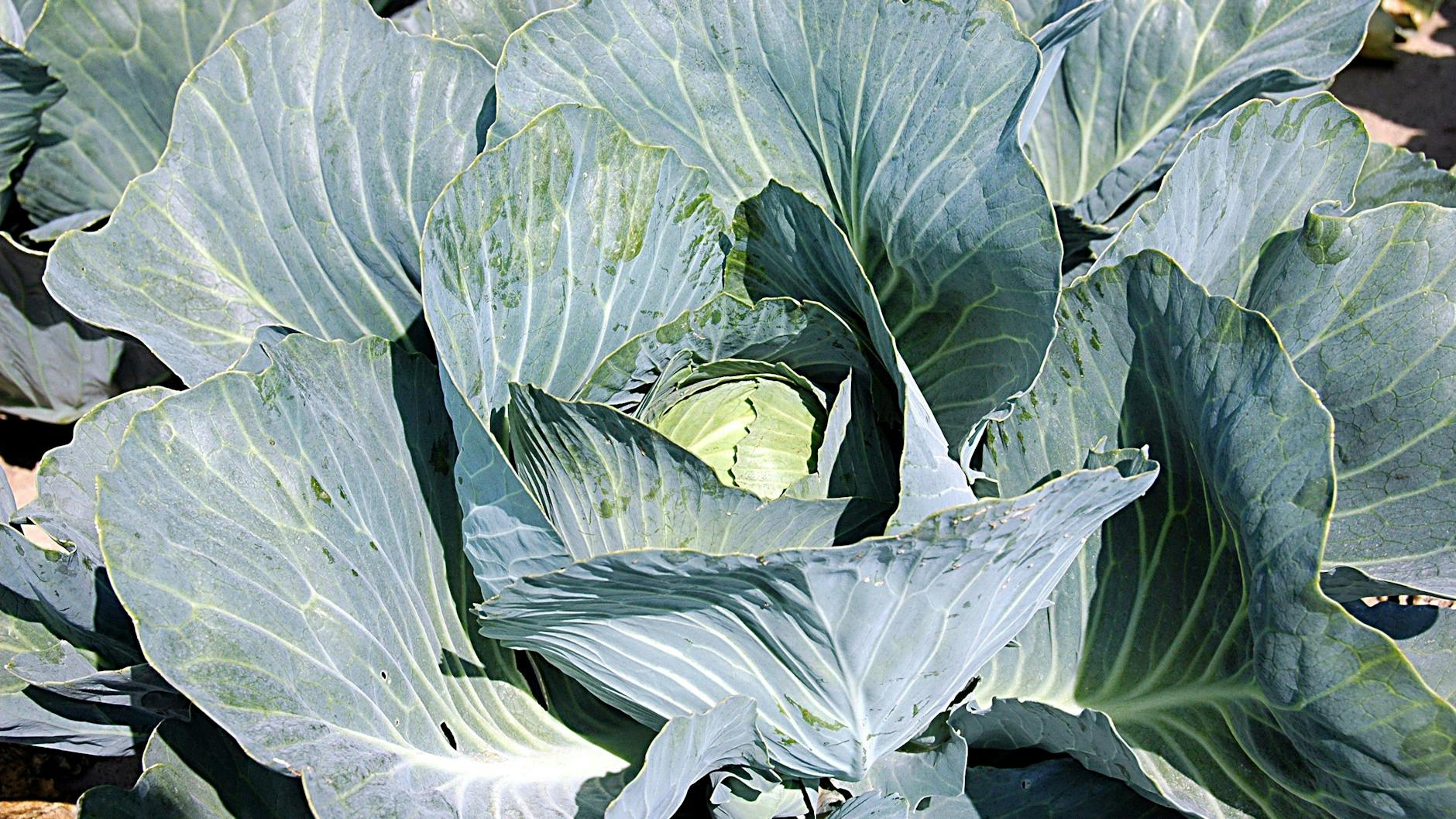 Ausgangszutat: Dieser Kohl würde gerne in eine schöne Speise transformiert werden.