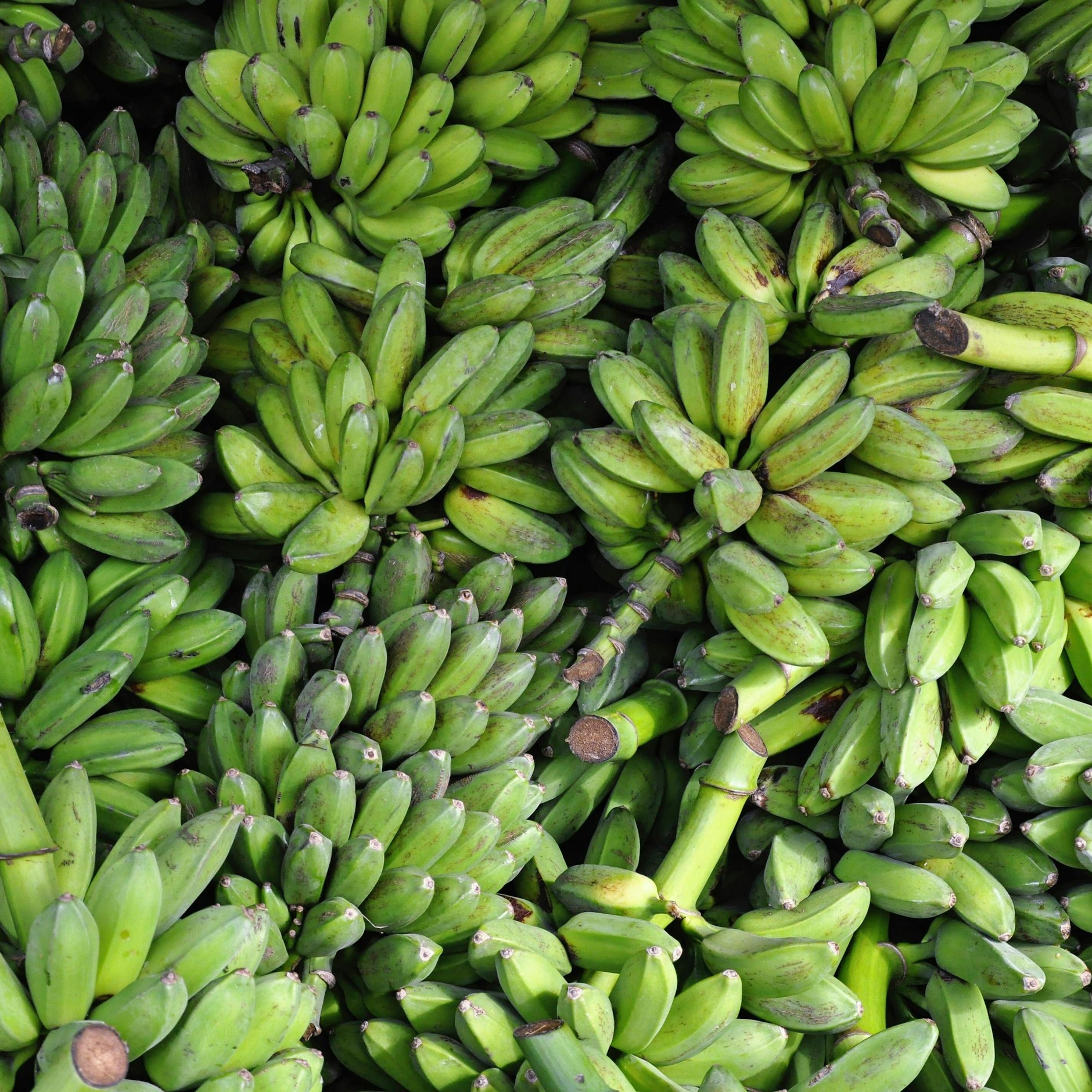 Bananen bringen ihre Verpackung weitgehend selbst mit.