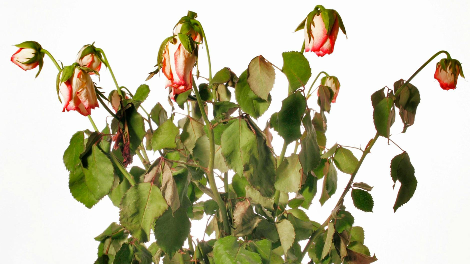 Mit ein paar einfachen Tricks verwelken Blumen nicht mehr so schnell.