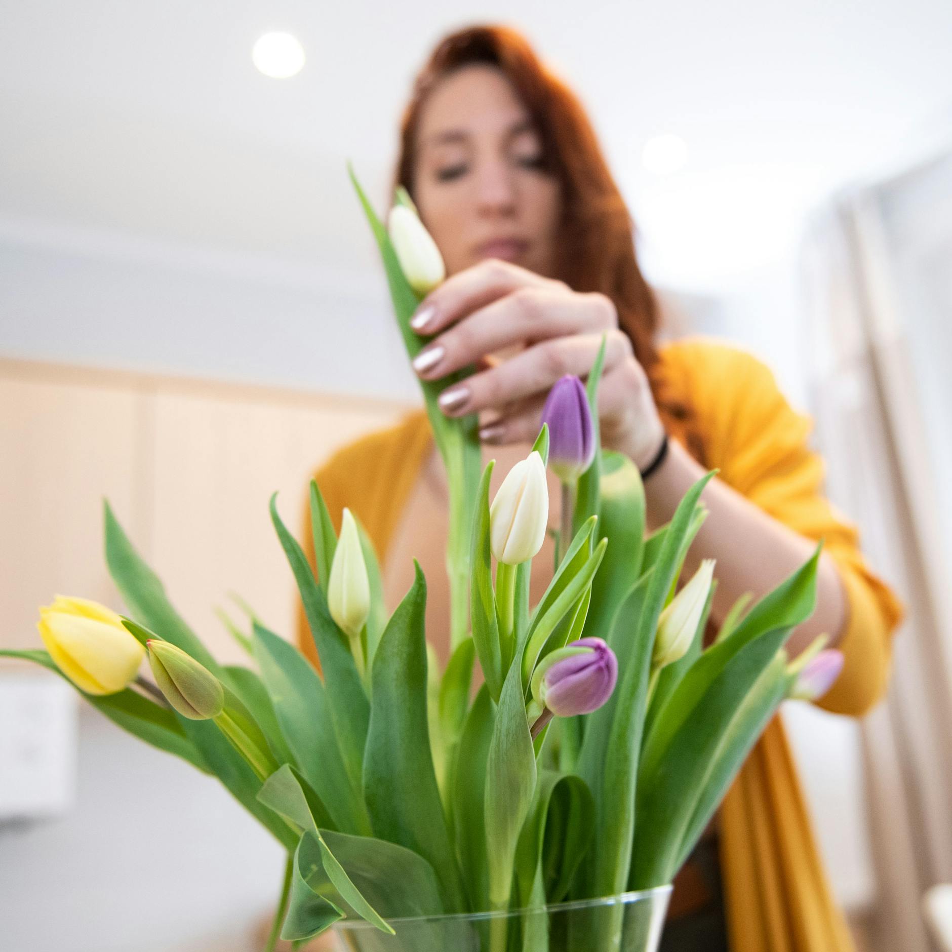 Tulpen für einen Blumenstrauß sind frisch, wenn sie quietschen.