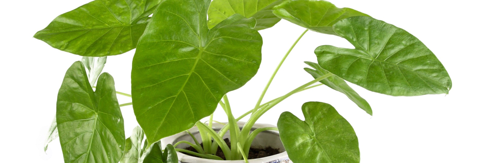 Das Elefantenohr gibt es in vielen Variationen und ist als Zimmerpflanze oder im Wintergarten sehr beliebt.