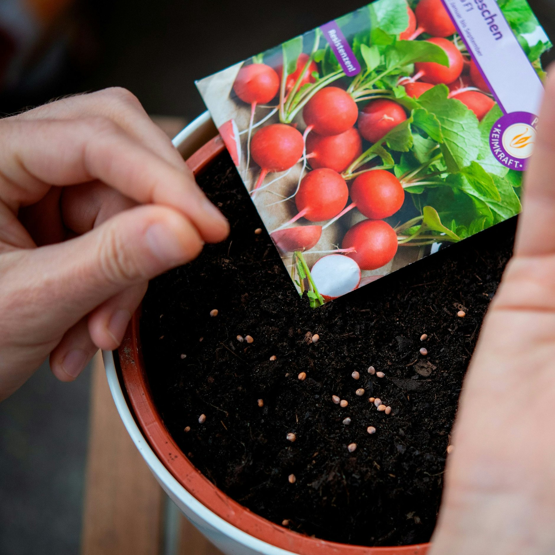 Radieschen lassen sich auch ganz einfach auf dem Balkon anbauen.